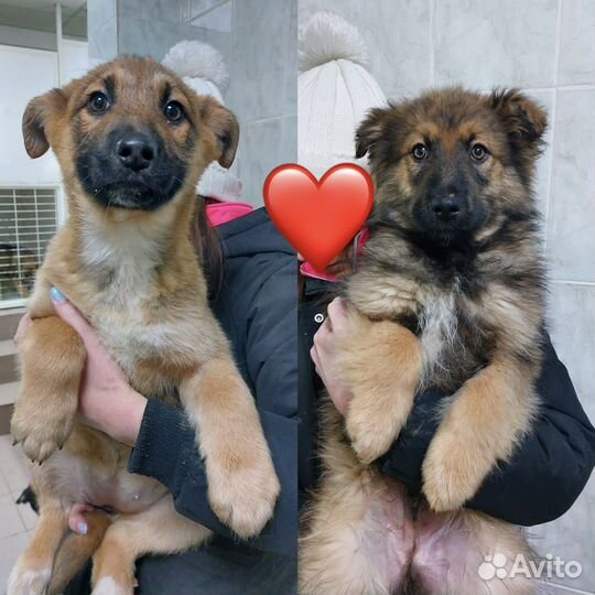 Собака, щенки в добрые ручки