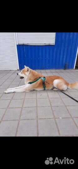 Акита ину вязка
