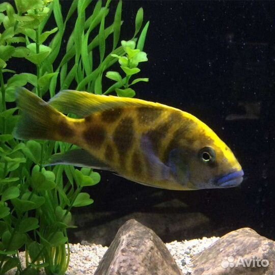 Мальки малавийских цихлид