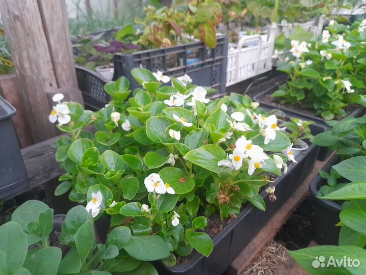 Рассада помидор, перцев, баклажан, цветов