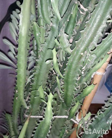 Молочай треугольный / трёхгранный