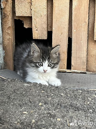 Котик в добрые руки