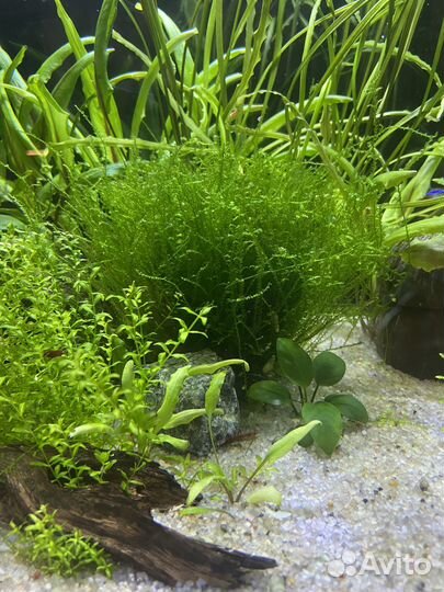 Мох в аквариум