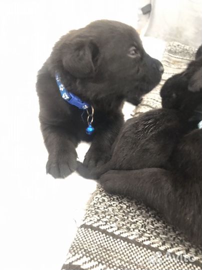 Щенки лабрадора