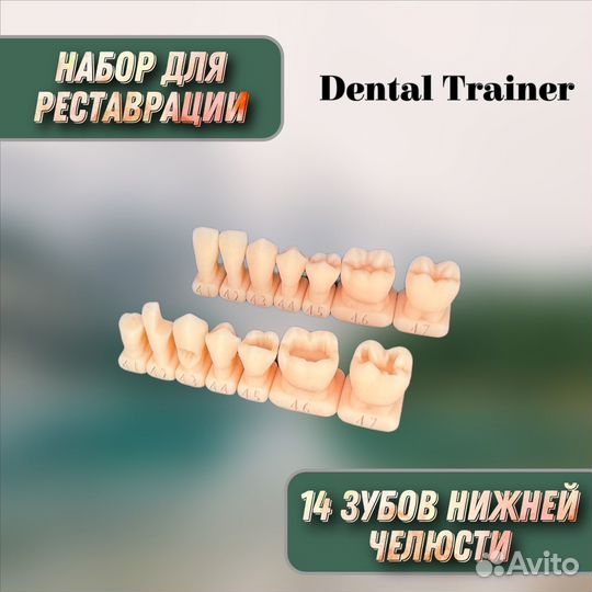 Модели зубов для реставрации