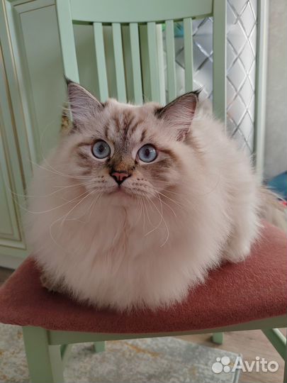 Невский маскарадный кот