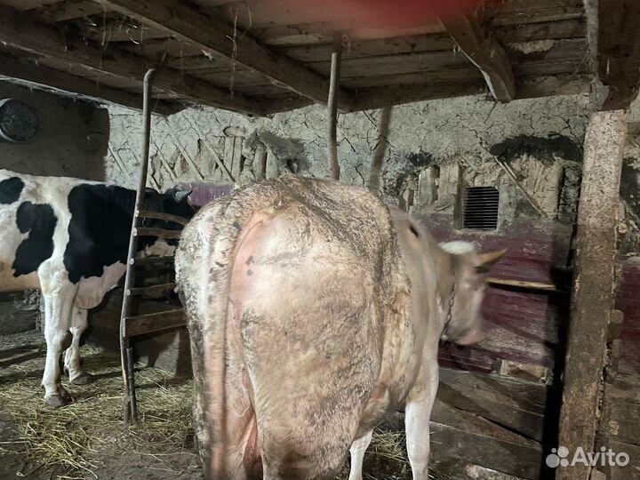 Продаются бычки(породистые)