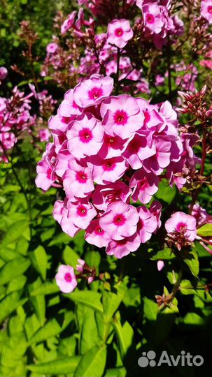 Саженцы и Цветы