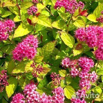 Многолетние декоративные садовые растения