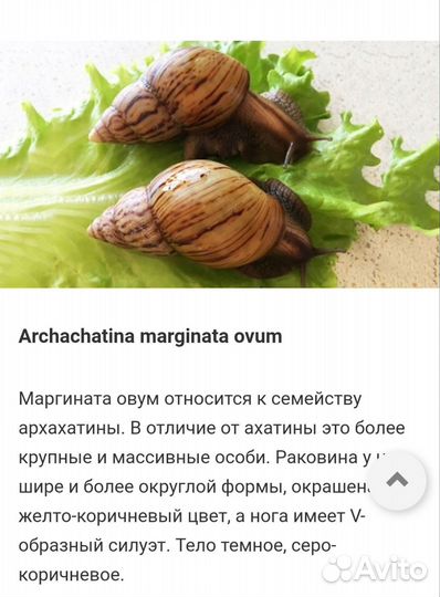 Улитки ахатины большие