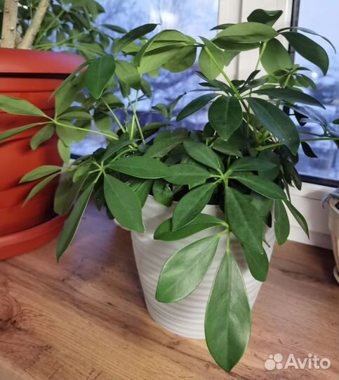 Комнатные цветы шефлера