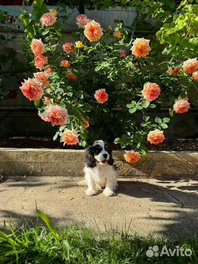 Щенки Кавалер Кинг Чарльз Спаниель