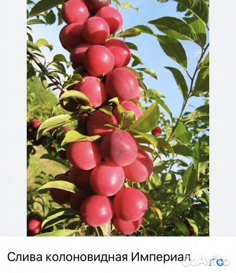 Саженцы колоновидной сливы