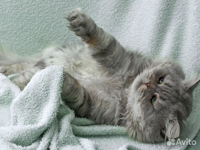 Роскошный персидский кот Тимоша объявление продам