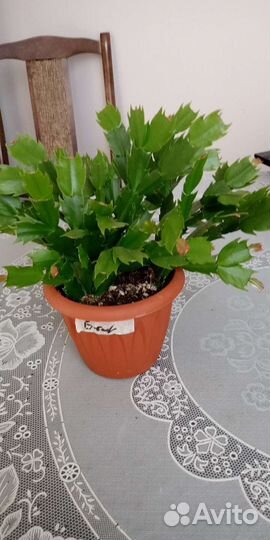 Декабристы сортовые