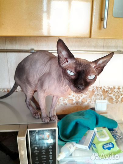 Канадский сфинкс кошечка девочка возраст 2 года