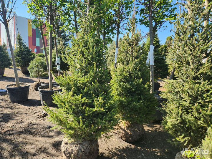 Ель обыкновенная стриженная 2-2,5 m