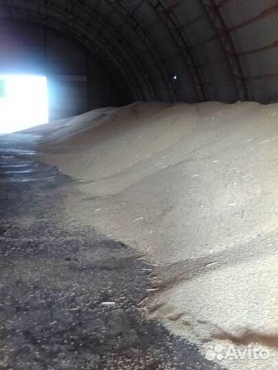 Белая кукуруза