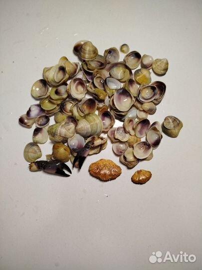 Морские ракушки,раковины, клешни, Черноморские