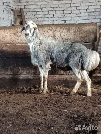 Баранов бычков