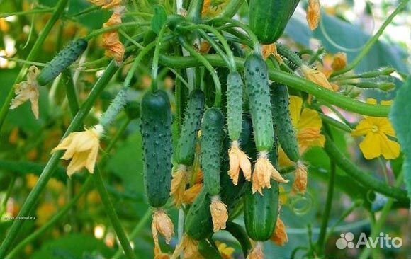 Семена удивительного гибрида огурца