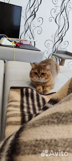 Вязка ищем кошечку