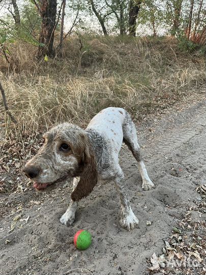 Передержка домашних животных