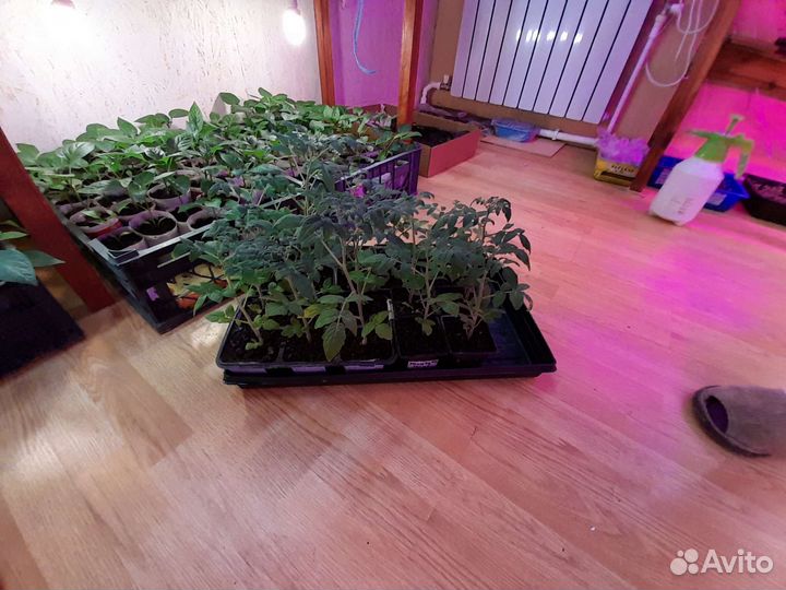 Помидоры, перцы, баклажаны, огурцы, капуста, тыква