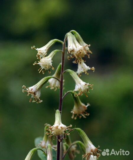 Какалия копьевидная