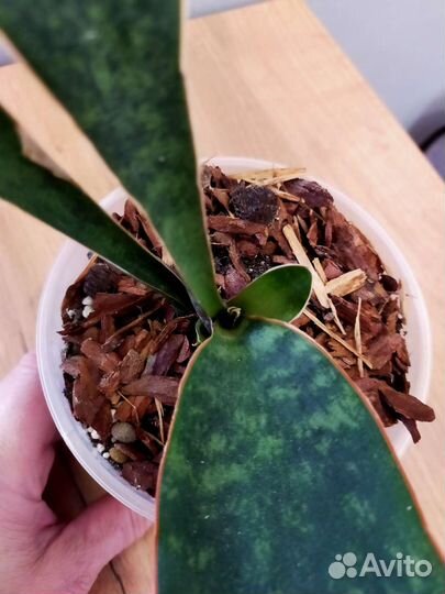 Сансевиерия Масониана Виктори