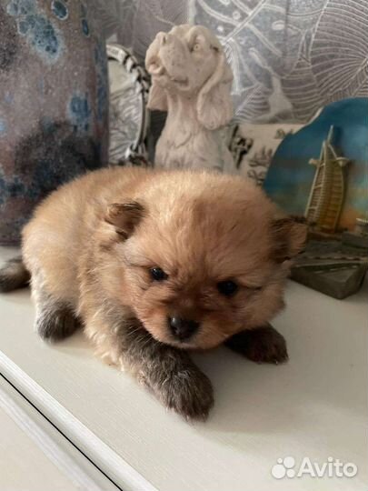 Щенки померанского шпица