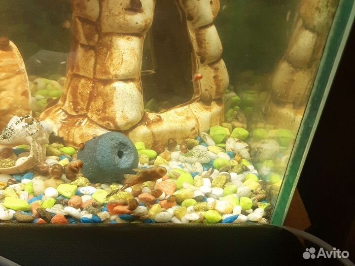 Аквариумные рыбки