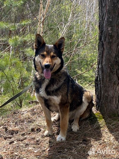 Найдена собака