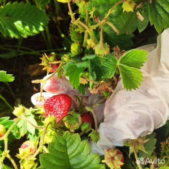 Саженцы земклуники, гибридная форма