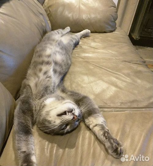 Присмотр за животными пока вы в отъезде / отпуске