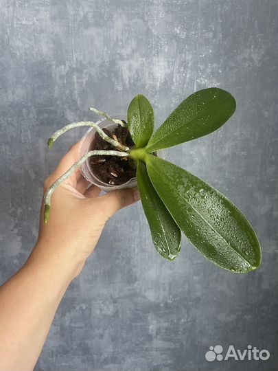 Орхидея фаленопсис