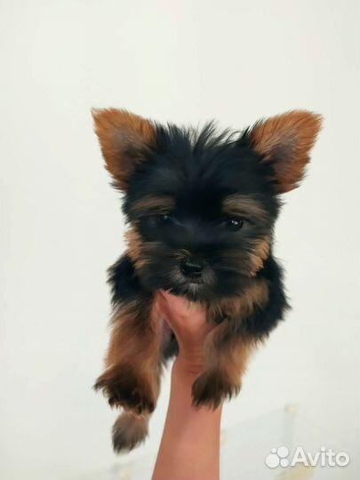 Мальчик для вязок