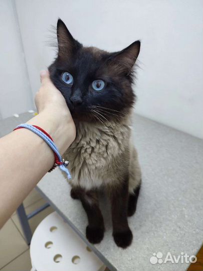 Кот мечтатель
