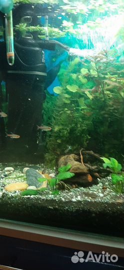 Аквариум 100 литров