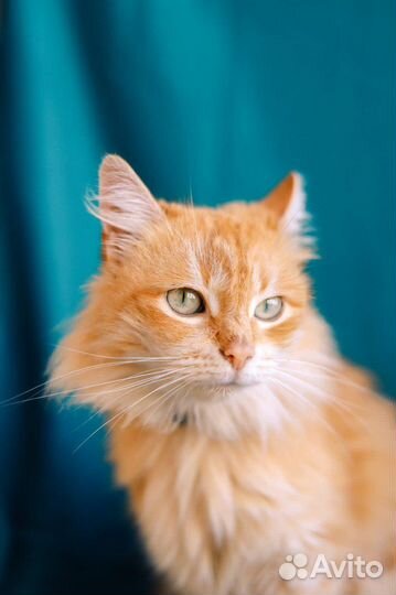 Красавица кошка живёт в приюте