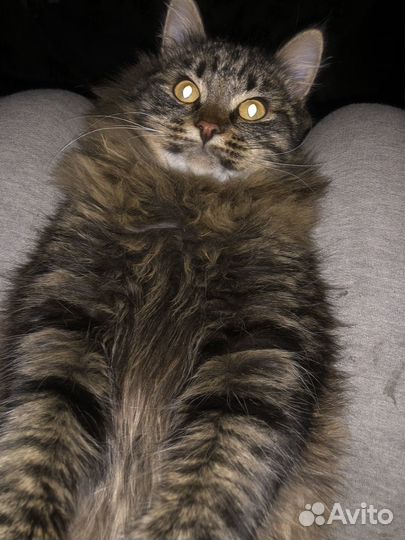 Котик в добрые руки