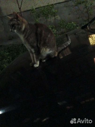 Кошка