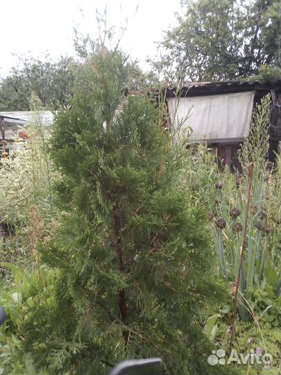Туя сорта Колумна 1.6 метра