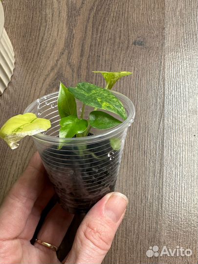 Алоказия гагеана вариегатная