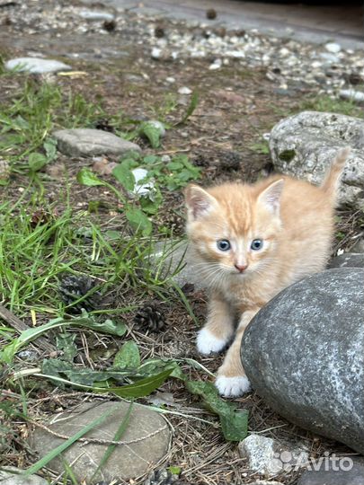 Котята британцы в добрые руки бесплатно
