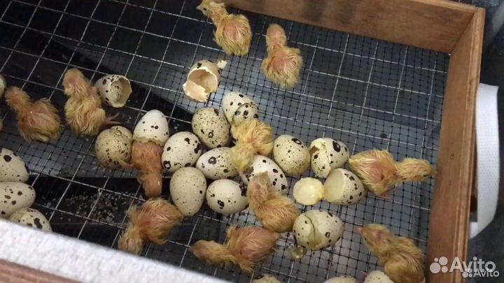 Суточные перепела