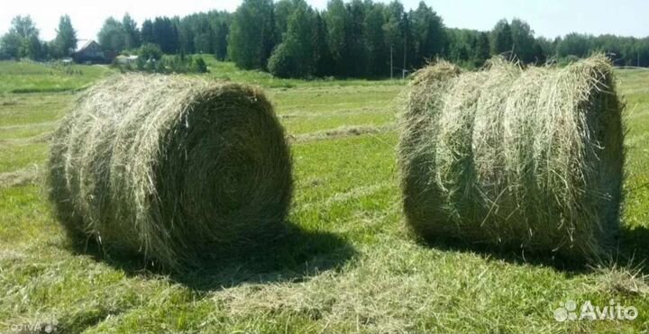 Продаю сено