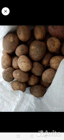 Продам картофель