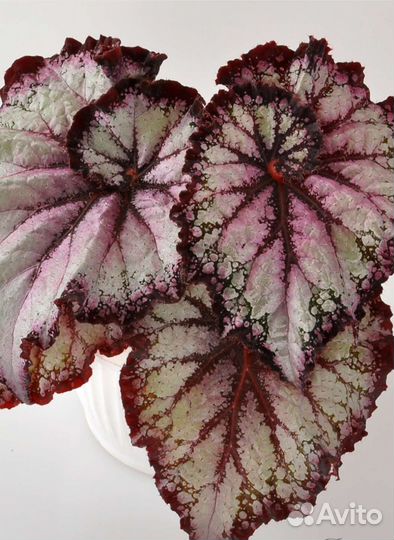 Бегонии сортовые