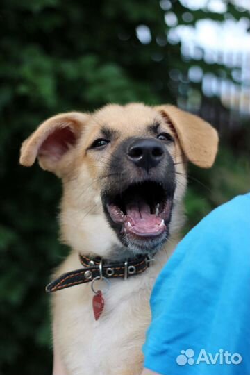 Щеночек - девочка